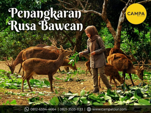Penangkaran Rusa Bawean - Paket Tour Wisata Bawean bersama Campa Tour