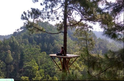hutan pinus gemaharjo