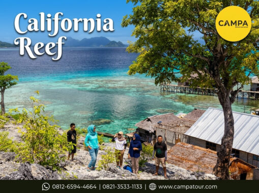 California Reef - Paket Tour Wisata Togean bersama Campa Tour