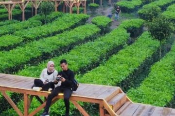 Kebun Teh Cipasung Lemahsugih
