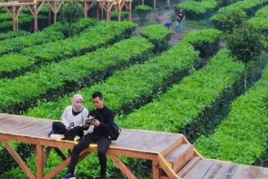 Kebun Teh Cipasung Lemahsugih