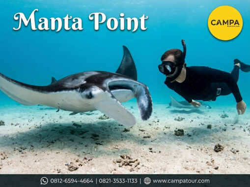 Manta Point - paket Tour Wisata Flores bersama Campa Tour