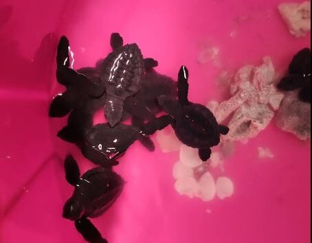 Pelestarian Penyu Batu Hiu Pangandaran