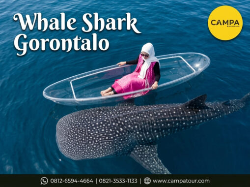 Whale Shark Gorontalo - Paket Tour Wisata Gorontalo bersama Campa Tour