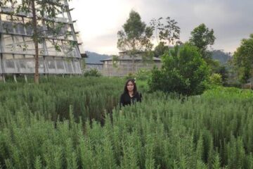 rumah atsiri indonesia
