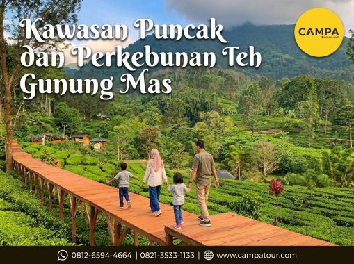 Kawasan Puncak dan Perkebunan Teh Gunung Mas dalam Paket Wisata Bogor bersama Campa Tour