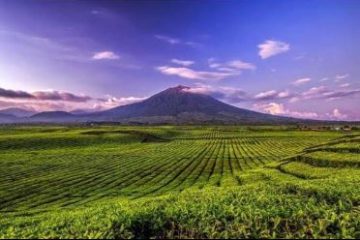 perkebunan teh malabar