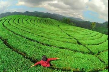 perkebunan teh rancabali
