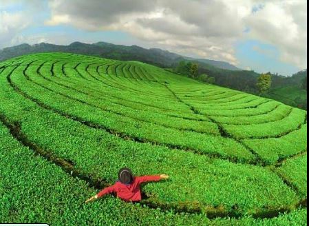 perkebunan teh rancabali