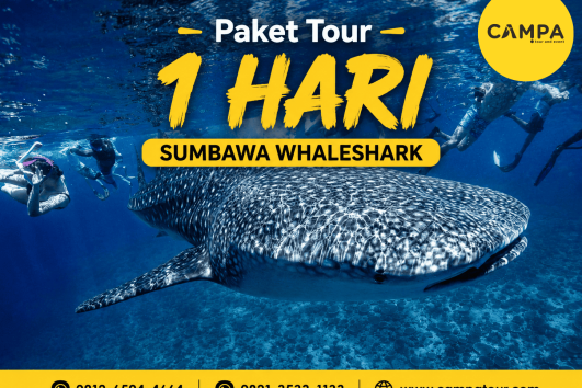 Paket Tour Sumbawa 1 Hari (Whale Shark) bersama Campa Tour