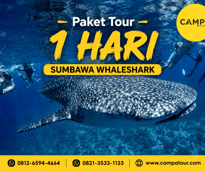 Paket Tour Sumbawa 1 Hari (Whale Shark) bersama Campa Tour