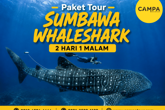 Paket Tour Sumbawa Whale Shark 2 Hari 1 Malam (2H1M) bersama Campa Tour