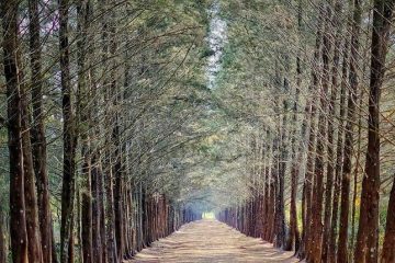 Paket Tour Wisata Bangka Botanical Garden Bersama Campa Tour