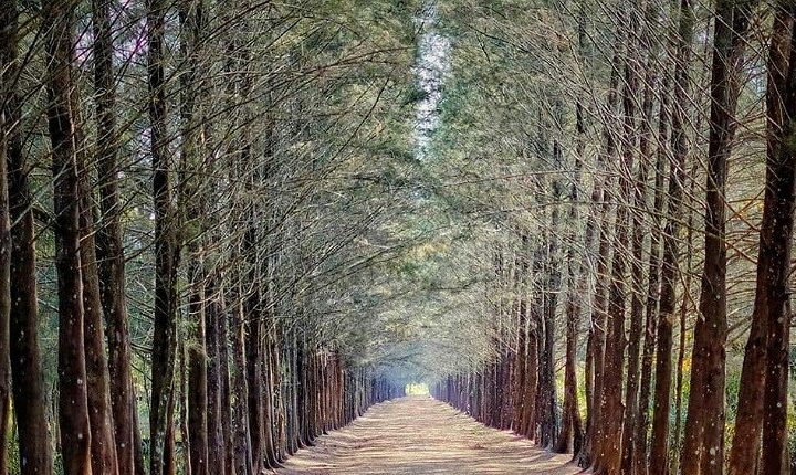 Paket Tour Wisata Bangka Botanical Garden Bersama Campa Tour
