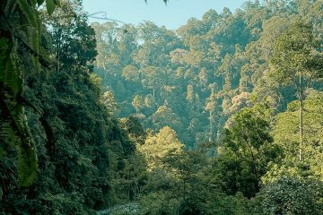 Paket Tour Wisata Bukit Lawang Langkat Bersama Campa Tour