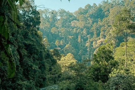 Paket Tour Wisata Bukit Lawang Langkat Bersama Campa Tour