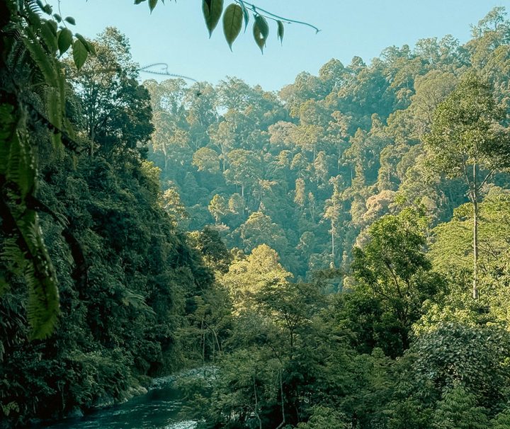 Paket Tour Wisata Bukit Lawang Langkat Bersama Campa Tour
