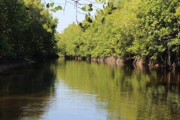 Paket Tour Wisata Hutan Bakau Munjang Bangka Bersama Campa Tour