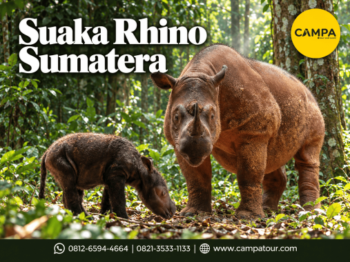 Paket Wisata ke Suaka Rhino Suamtera untuk melihat Badak bersama Campa Tour