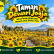 Sunflower Dreams at Taman Dewari Jogja (1)